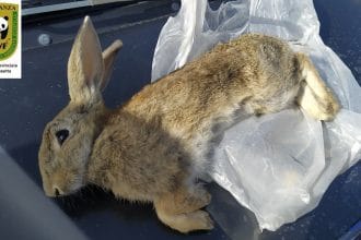 Sentenza del Tribunale di Caltanissetta condanna due cacciatori per bracconaggio. Il WWF Sicilia Centrale celebra la vittoria