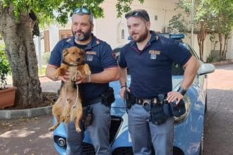 Palermo - Una pattuglia della Polizia di Stato di Palermo si trovava impegnata nel consueto servizio di controllo del territorio lungo viale Regione Siciliana, una delle arterie principali della città, in direzione Catania. Ad un certo punto gli agenti hanno notato la presenza di un cucciolo di cane di piccola taglia, probabilmente un meticcio, che vagava spaesato e spaventato in mezzo alla carreggiata, rischiando di essere investito dalle auto in corsa.