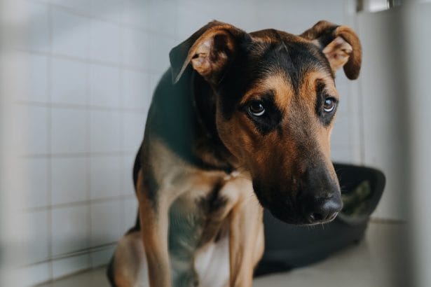 Grave episodio di crudeltà verso gli animali nell'Agrigentino, a Licata, dove un uomo è stato colto in flagrante mentre infieriva sul proprio cane.