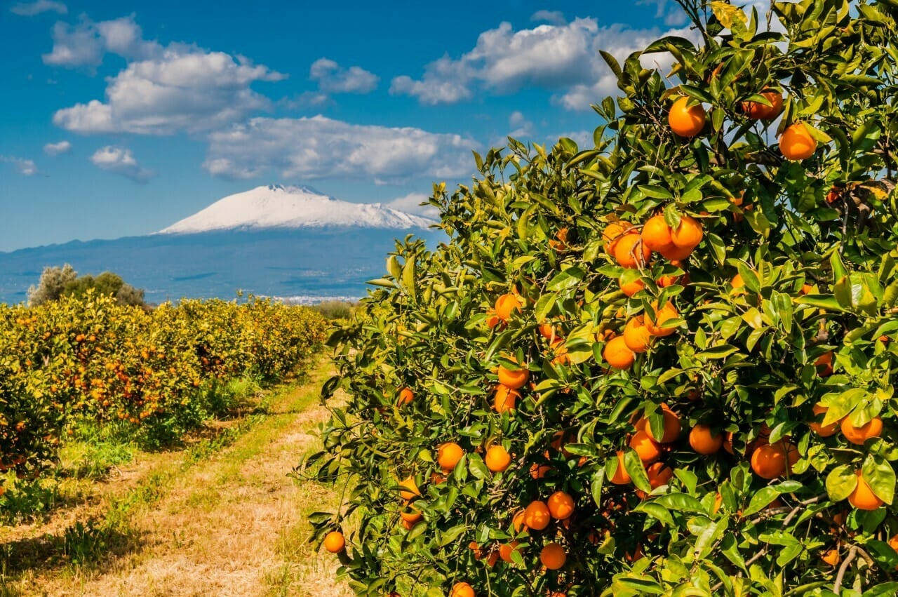 La Sicilia affronta una grave crisi agrumicola: la produzione di arance crolla del 30% a causa della siccità, con conseguente aumento dei prezzi e rischio per il settore