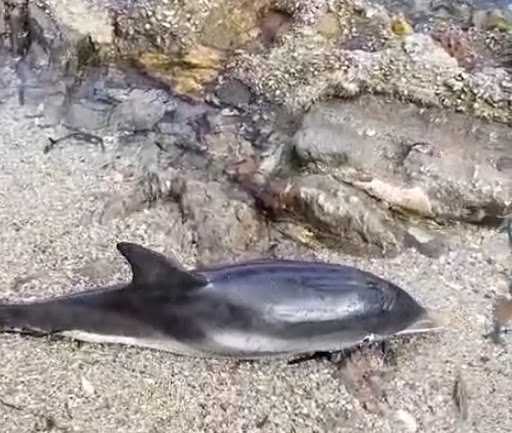 Un piccolo esemplare di delfino arenato a Sferracavallo