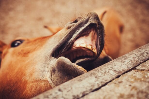 Insolito incidente per un uomo di 44 anni che è rimasto ferito dal morso di un cavallo. La vittima è un uomo di Scicli.