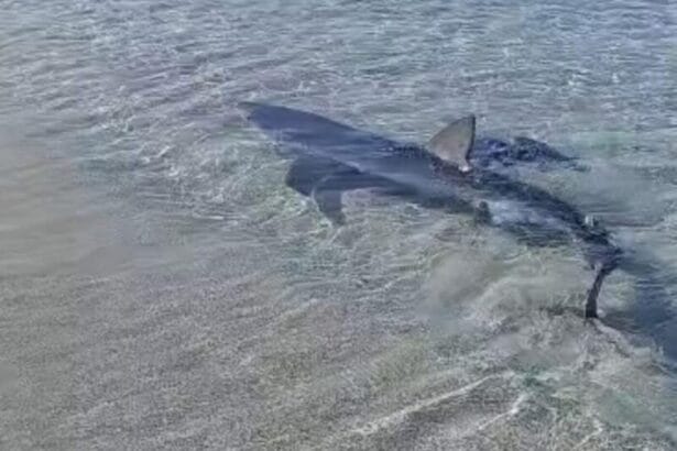 Le acque cristalline di Porticello, pittoresco borgo marinaro in provincia di Palermo, teatro di un avvistamento insolito: giovani esemplari di squalo sono stati segnalati dai pescatori locali, sollevando interrogativi sul futuro del nostro mare. Un evento che, secondo gli esperti, è direttamente collegato al riscaldamento globale e al conseguente cambiamento dell'ecosistema marino.