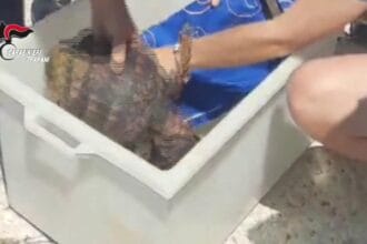 Nel corso di un servizio di pattugliamento nel tratto di mare tra Marettimo e Favignana, i militari del battello CC di stanza nell’isola maggiore e il Comandante del locale Stazione Carabinieri, nonostante la scarsa visibilità per la fitta nebbia, hanno avvistato 4 esemplari di tartaruga della specie protetta Caretta Caretta in evidente stato difficoltà, in quanto incapaci di immergersi per la verosimile ingestione di plastica.
