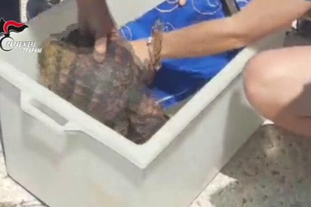 Nel corso di un servizio di pattugliamento nel tratto di mare tra Marettimo e Favignana, i militari del battello CC di stanza nell’isola maggiore e il Comandante del locale Stazione Carabinieri, nonostante la scarsa visibilità per la fitta nebbia, hanno avvistato 4 esemplari di tartaruga della specie protetta Caretta Caretta in evidente stato difficoltà, in quanto incapaci di immergersi per la verosimile ingestione di plastica.
