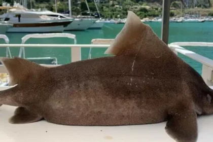 L'esemplare identificato è una femmina di *Oxynotus centrina*, una specie di squalo comunemente nota con il soprannome di "pesce porco". Questo appellativo singolare deriva dalla sua capacità di emettere un suono simile a un grugnito. Gli esperti hanno confermato che lo squalo era già deceduto da tempo prima di essere portato a riva.