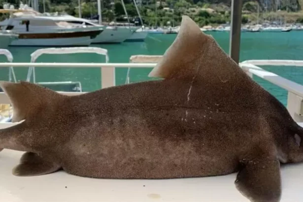 L'esemplare identificato è una femmina di *Oxynotus centrina*, una specie di squalo comunemente nota con il soprannome di "pesce porco". Questo appellativo singolare deriva dalla sua capacità di emettere un suono simile a un grugnito. Gli esperti hanno confermato che lo squalo era già deceduto da tempo prima di essere portato a riva.