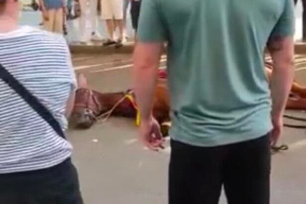 Palermo, cavallo stramazza per il caldo: intervento dell'Asp e sanzioni per lo "gnuri" La Polizia Municipale di Palermo oggi ha identificato e sanzionato, in due episodi diversi, il conducente della carrozza (e anche il proprietario) trainata dal cavallo che ieri è stramazzato a terra in piazza Verdi, davanti al teatro Massimo.