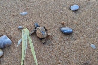 Una vera e propria ondata di vita ha travolto la spiaggia di Trappeto, regalando un'emozione indimenticabile. Da un nido di Caretta caretta, la tartaruga marina comune del Mediterraneo, sono emerse ben 110 piccole guerriere che, istintivamente, hanno iniziato la loro corsa verso il mare.