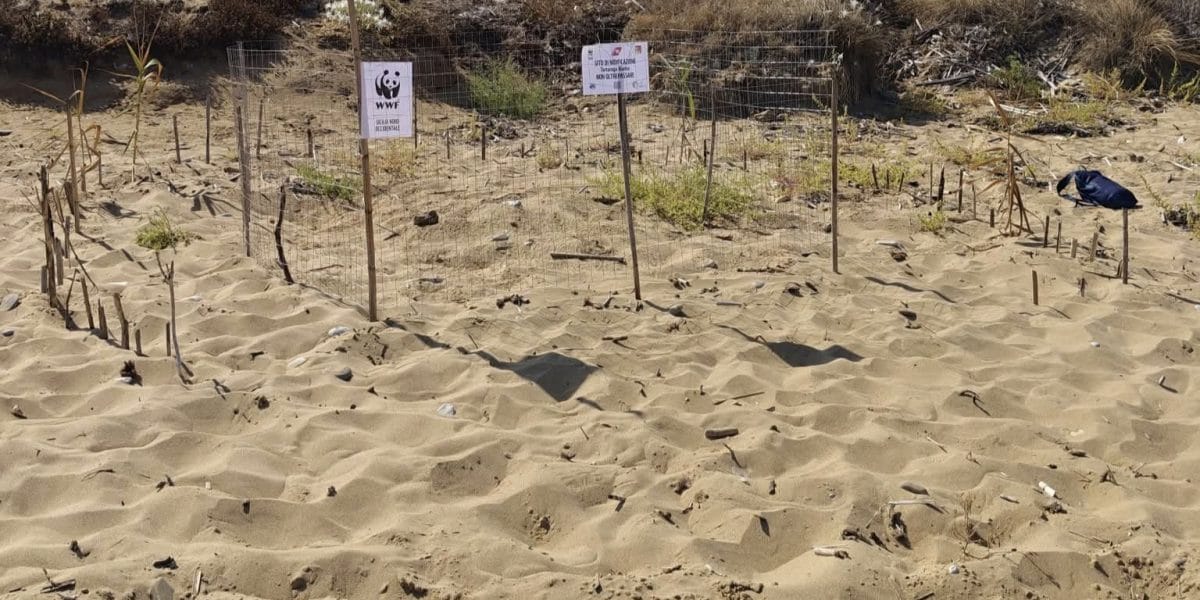 Una corsa per la vita che lascia senza fiato. La spiaggia di Trappeto si è trasformata ancora una volta nel teatro di uno degli spettacoli più emozionanti della natura: la schiusa di un nido di Caretta caretta. Decine di minuscole tartarughe hanno rotto il guscio e, guidate da un istinto ancestrale, hanno raggiunto il mare, sotto l'occhio vigile degli esperti.