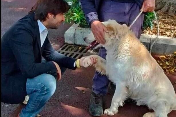 Due cani di piccola taglia sono stati messi in salvo dagli agenti della polizia municipale di Palermo. Gli interventi si sono svolti nel tardo pomeriggio di ieri nelle zone di corso Calatafimi e via Maqueda. Nel primo caso, gli agenti di via La Malfa sono intervenuti per un cane lasciato sul balcone e nel secondo - con l'ausilio del personale del canile municipale e dopo una segnalazione fatta da un turista - per un altro che presentava segni di maltrattamento. Entrambi gli animali sono stati ricoverati presso il canile municipale.