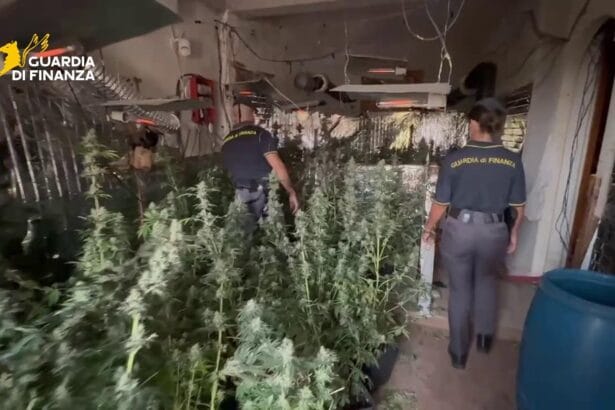 I finanzieri del Comando Provinciale di Palermo hanno scoperto una piantagione di marijuana nascosta in un capannone situato in un’area rurale del comune di Bolognetta (PA). Sono stati sequestrati oltre 34 chilogrammi di marijuana, un uomo è stato tratto in arresto ed è stato denunciato un suo complice.