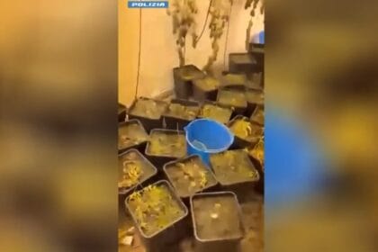 Un odore inconfondibile e troppo intenso per passare inosservato ha tradito una maxi piantagione di marijuana allestita nel cuore di Palermo. Siamo in corso Tukory, dove gli agenti della Sesta Sezione della Squadra Mobile, specializzata nel contrasto al crimine diffuso, hanno messo a segno un importante colpo al mercato della droga, scoprendo una vera e propria serra "indoor".
