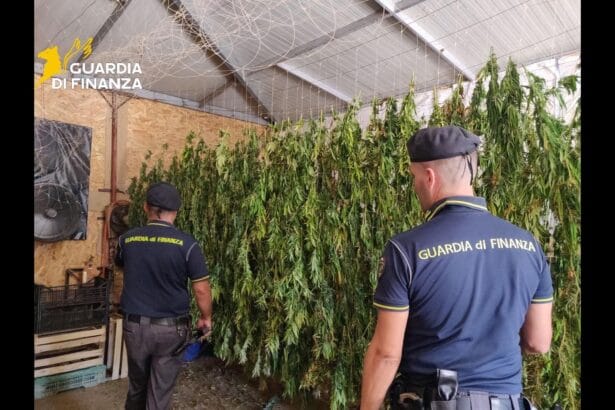 Maxi piantagione di marijuana a Partinico, sequestrate 4 tonnellate: un arresto I finanzieri del Comando Provinciale di Palermo, nell’ambito della costante attività di controllo economico del territorio, hanno sequestrato un’estesa piantagione composta da circa 1.600 piante di marijuana situata a Partinico. Sotto sequestro anche 70 kg circa di cannabis, già pronti per essere immessi sul mercato.