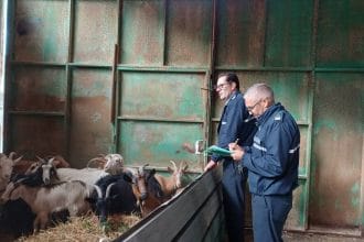 Capre bloccano la Palermo-Sciacca, la sindaca di Altofonte: "Non le abbatteremo" Una storia a lieto fine, quella che arriva da Altofonte dopo il caos che ha paralizzato il traffico venerdì scorso. Molti ricorderanno le code e i disagi sulla strada a scorrimento veloce Palermo-Sciacca, ma l'origine di tutto era una scena tanto surreale quanto pericolosa: un intero gregge di capre aveva invaso la carreggiata all'altezza dello svincolo di Altofonte, procedendo incurante tra le auto incredule.