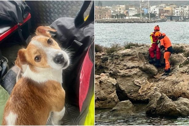 I Vigili del Fuoco salvano un cagnolino in uno scoglio in mezzo al mare. Alle ore 8.30 circa, alcune squadre VVF sono intervenute sul lungomare di Sferracavallo per il recupero di un cane abbandonato che si trovava su uno scoglio in prossimità della riva.