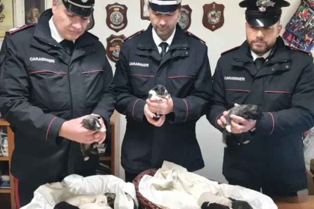 "Scarica" 18 cuccioli in strada e scappa: incastrato da un testimone e dai Carabinieri Il senso civico e la responsabilità di un cittadino, insieme al tempestivo intervento dei Carabinieri, hanno permesso di salvare diciotto cuccioli di cane abbandonati. L'episodio si è verificato lungo una strada provinciale del nisseno, dove un cittadino, nel transitare a bordo della propria auto, ha notato un veicolo fermo sul ciglio della carreggiata, e poco distante un uomo intento a scaricare dal cofano alcuni cartoni contenenti cuccioli di cane. Il giovane in transito non ha esitato a intervenire prontamente avvicinandosi all'uomo e chiedendogli di desistere e di riprendersi gli animali, riuscendo nel contempo a rilevare il numero di targa del veicolo.