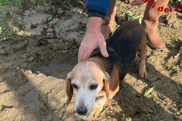 Ore di angoscia e un dispiegamento di forze notevole per salvare la vita di un cane a Camporeale, in provincia di Palermo. Quella che doveva essere una tranquilla giornata in contrada Montagnola si è trasformata in un incubo per il proprietario dell'animale, quando il cane è improvvisamente scomparso dalla vista, scivolando all'interno di un canale di scolo collegato a un tubo interrato.