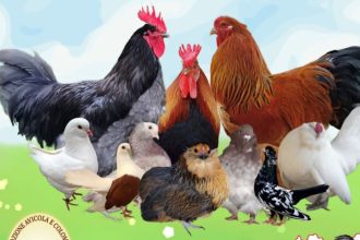 Dopo il grande riscontro ottenuto lo scorso anno a Monreale, l'eccellenza dell'ornitologia siciliana cambia scenario e si sposta nel cuore culturale del capoluogo. I Cantieri Culturali della Zisa si preparano ad accogliere la 26ª Mostra Sociale Aves-Siculo, che quest’anno raddoppia il proprio valore: l’evento, infatti, si fonde con la 2ª mostra dell’associazione catanese Asavit, dando vita alla prima attesissima edizione della Mostra Interregionale.