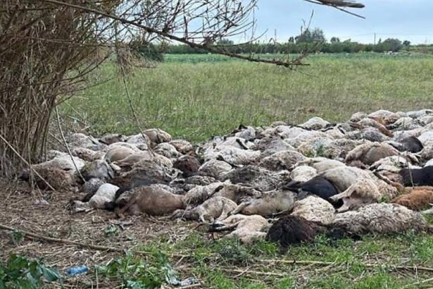 Il Ciclone Harry fa strage di pecore oltre 400 animali annegati Il passaggio del Ciclone Harry ha lasciato dietro di sé una scia di fango e devastazione nelle campagne del Siracusano. Il bilancio più drammatico arriva dalla zona di Fonte Ciane, dove un intero allevamento è stato travolto dalla furia degli elementi. Un gregge di oltre 400 pecore è rimasto intrappolato dall'improvviso innalzamento del livello dell'acqua: nonostante il tempestivo intervento dei Vigili del Fuoco, che sono riusciti a trarre in salvo parte degli animali, la conta delle carcasse resta pesantissima.