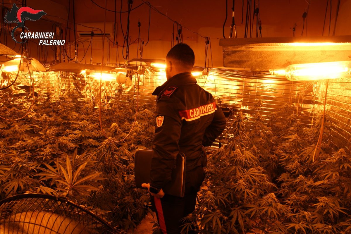 Non si limitavano alla semplice coltivazione, ma avevano messo in piedi un vero e proprio sistema industriale, alimentato però "alle spalle" della collettività. I Carabinieri di Carini hanno smantellato una sofisticata piantagione indoor di cannabis, denunciando tre persone: un uomo di 49 anni (già noto agli uffici) e due donne di 21 e 47 anni.