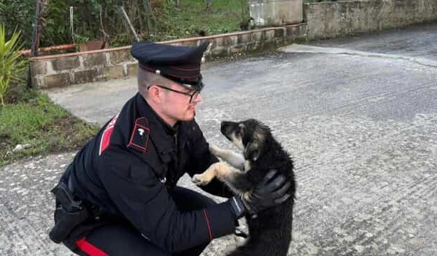 Poteva trasformarsi in tragedia, ma si è conclusa con una carezza e una nuova speranza. Lungo i tornanti della Strada Statale 118, nei pressi di Prizzi, i Carabinieri della stazione locale hanno tratto in salvo un cucciolo di meticcio che vagava smarrito e in evidente stato di shock tra le auto in transito.