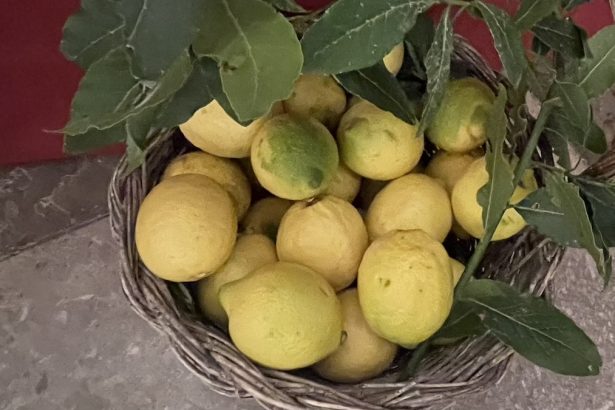 Un importante traguardo per l'agricoltura siciliana: il limone della Conca d'Oro è stato ufficialmente riconosciuto dal Ministero dell'agricoltura, della sovranità alimentare e delle foreste (MASAF) come prodotto agroalimentare tradizionale italiano (PAT). L'inclusione nell'elenco nazionale, redatto in collaborazione con le Regioni, mira a tutelare e valorizzare le eccellenze agricole coltivate secondo metodologie tramandate da generazioni.