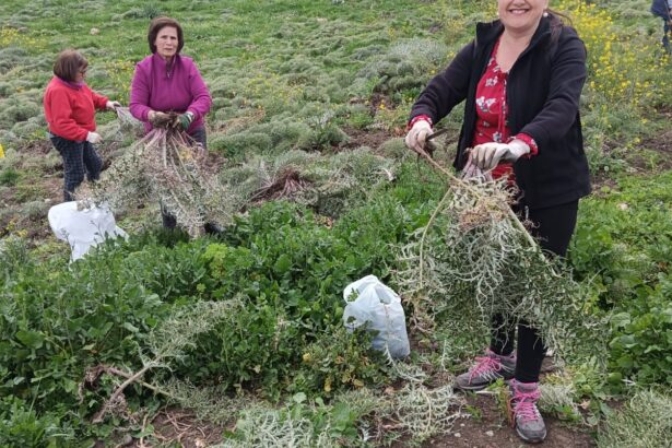 Isnello, torna la Sagra delle Verdure tradizionali e antiche delle Madonie La Sagra delle Verdure di Isnello è un evento capace di coniugare cultura, natura e gastronomia, offrendo ai visitatori un’esperienza immersiva in un territorio ricco di storia e fascino. Un appuntamento che, anno dopo anno, continua a raccontare l’anima più genuina delle Madonie, tra paesaggi incontaminati, patrimonio artistico e tradizioni tramandate nel tempo.