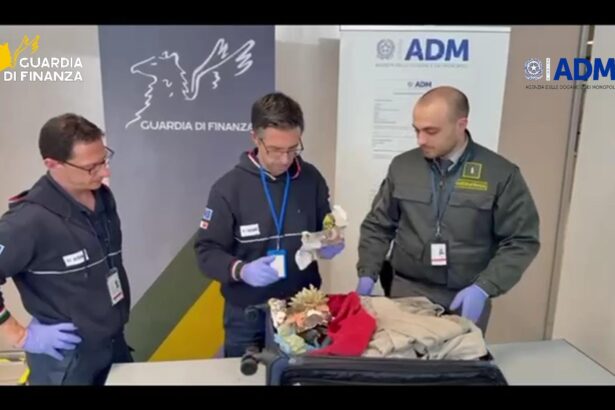 All'aeroporto di Palermo sequestrati 13 coralli protetti da CITES. Due turisti sanzionati con multa fino a 15.000 euro.