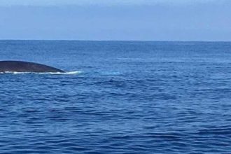 Lampedusa si conferma, ancora una volta, il palcoscenico privilegiato per uno degli spettacoli naturali più suggestivi del Mediterraneo. A circa un miglio dalla costa, in località Punta Grecale, sono riapparsi i branchi di balenottere comuni. Una presenza così ravvicinata da evocare nei residenti i ricordi del 2004, quando i giganti del mare, sospinti dalle correnti, arrivarono a sfiorare l'arenile.
