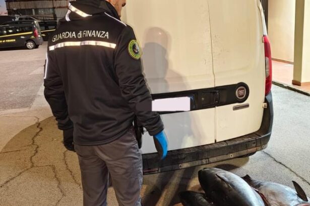 Sorpresi con 400 kg di pesce non tracciabile dalla Finanza, devoluto un beneficenza I Finanzieri della Stazione Navale di Messina, durante un’attività di servizio volta al controllo economico del territorio e del rispetto delle normative comunitarie e nazionali in materia di pesca e di tutela dei consumatori, nell’ambito di un pattugliamento costiero, hanno effettuato mirati controlli verso mezzi di trasporto su gomma al fine di individuare l'illecito commercio di prodotti ittici.