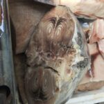 Oltre 21 tonnellate di pescr sequestrati, 335 ispezioni e sanzioni per circa 150mila euro. Questo il bilancio della maxi operazione “Phoenix” condotta dalla Guardia Costiera nella Sicilia occidentale per contrastare l’abusivismo commerciale e garantire la sicurezza alimentare. L’attività, coordinata dal 12° Centro di Controllo Area Pesca, ha interessato l’intera filiera, con controlli su strada, nei depositi e nella ristorazione, anche alla luce dei recenti casi di intossicazioni e problematiche sanitarie legate al consumo di prodotti ittici crudi.