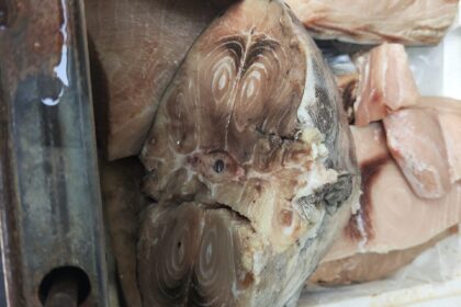 Oltre 21 tonnellate di pescr sequestrati, 335 ispezioni e sanzioni per circa 150mila euro. Questo il bilancio della maxi operazione “Phoenix” condotta dalla Guardia Costiera nella Sicilia occidentale per contrastare l’abusivismo commerciale e garantire la sicurezza alimentare. L’attività, coordinata dal 12° Centro di Controllo Area Pesca, ha interessato l’intera filiera, con controlli su strada, nei depositi e nella ristorazione, anche alla luce dei recenti casi di intossicazioni e problematiche sanitarie legate al consumo di prodotti ittici crudi.