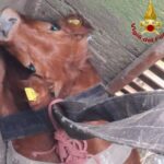 Alle 10.40 circa di stamattina, alcune squadre dei Vigili del Fuoco sono intervenute nel comune di San Mauro Castelverde presso la SP52 per il recupero di un vitello caduto in un pozzo profondo circa 5 metri.