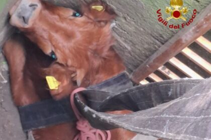 Alle 10.40 circa di stamattina, alcune squadre dei Vigili del Fuoco sono intervenute nel comune di San Mauro Castelverde presso la SP52 per il recupero di un vitello caduto in un pozzo profondo circa 5 metri.