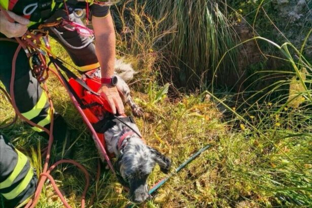 Cane cade in un fosso a Bagheria: salvato dai Vigili del Fuoco Un cane è stato salvato questa mattina a Bagheria dopo essere caduto in un fosso in località Monte Consona. L'intervento è scattato intorno alle 7:45, quando i Vigili del Fuoco hanno ricevuto la segnalazione e inviato sul posto diverse squadre, tra cui il nucleo SAF — Speleo Alpino Fluviale — del Comando di Palermo, specializzato nei recuperi in ambienti difficili da raggiungere.