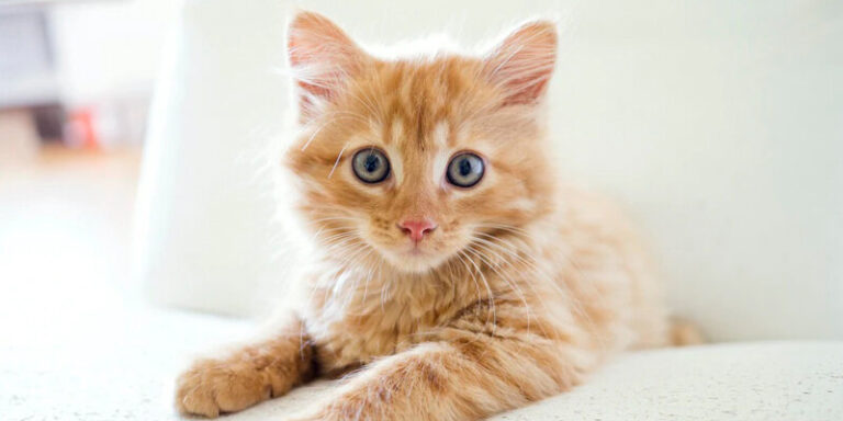 GattoCucciolo