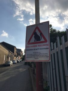 Trecastagni, al via una campagna per tutelare i gatti randagi e sensibilizzare gli automobilisti