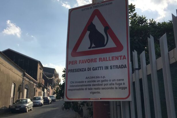 Richiesta pubblicazione articolo: Trecastagni, al via una campagna per tutelare i gatti randagi e sensibilizzare gli automobilisti