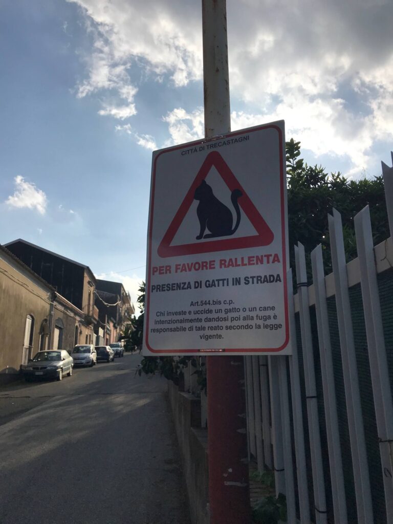 Trecastagni, al via una campagna per tutelare i gatti randagi e sensibilizzare gli automobilisti