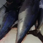 Sequestrati 800 chili di Tonno rosso non tracciati e contaminati da istamina