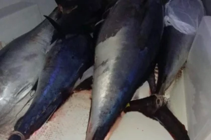Sequestrati 800 chili di Tonno rosso non tracciati e contaminati da istamina