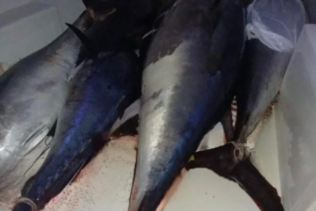 Sequestrati 800 chili di Tonno rosso non tracciati e contaminati da istamina