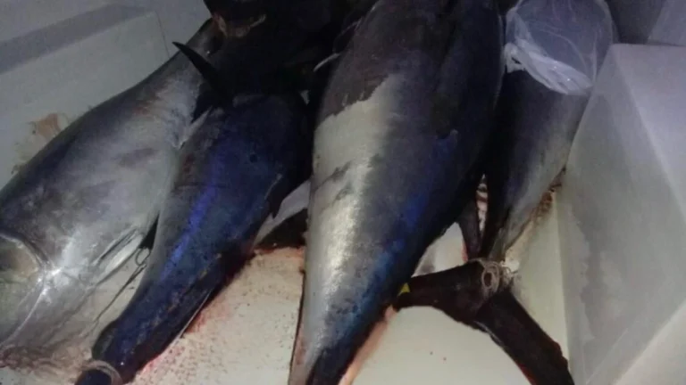 Sequestrati 800 chili di Tonno rosso non tracciati e contaminati da istamina