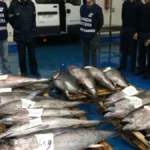 Tonno rosso senza documenti sequestrato tra Porticello e Termini: 1.400 kg fuori legge