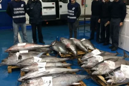 Tonno rosso senza documenti sequestrato tra Porticello e Termini: 1.400 kg fuori legge