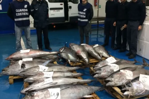 Tonno rosso senza documenti sequestrato tra Porticello e Termini: 1.400 kg fuori legge