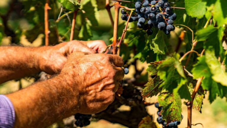 vendemmia verde 2026 sicilia contributi agea discover 1200x675