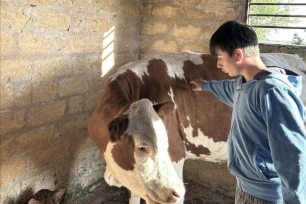 Attraversa il fuoco per salvare i suoi vitellini: eroe a 14 anni Ha attraversato il fumo che invadeva l'azienda di famiglia pur di non lasciare i suoi cinque vitellini in trappola. Giuseppe Di Leonardo, 14 anni, di Santa Ninfa, li ha salvati aprendo il box in cui erano rinchiusi mentre le fiamme si avvicinavano sempre di più.