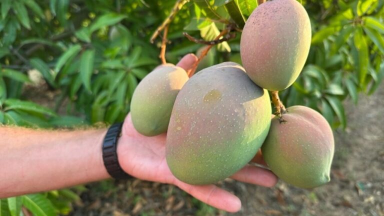 tropicalia le vie del mango a balestrate convegni cooking show masterclass e…il carnevale destate 3